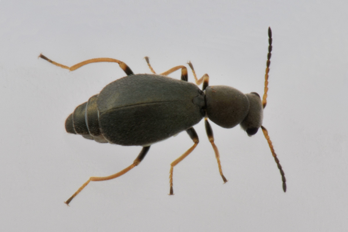 Malachiidae: Charopus  sp?  S. Charopus varipes, m & f